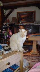 Lost Male Cat last seen Perkins Road, Belmont, NH 03220