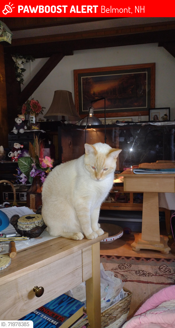 Lost Male Cat last seen Perkins Road, Belmont, NH 03220