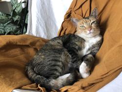 Lost Female Cat last seen Camilo Ln NW, Albuquerque, NM, Albuquerque, NM 87104