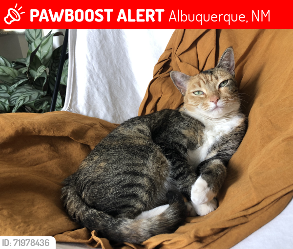 Lost Female Cat last seen Camilo Ln NW, Albuquerque, NM, Albuquerque, NM 87104
