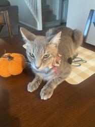 Lost Female Cat last seen Valencia dr, Hesperia, CA 92345