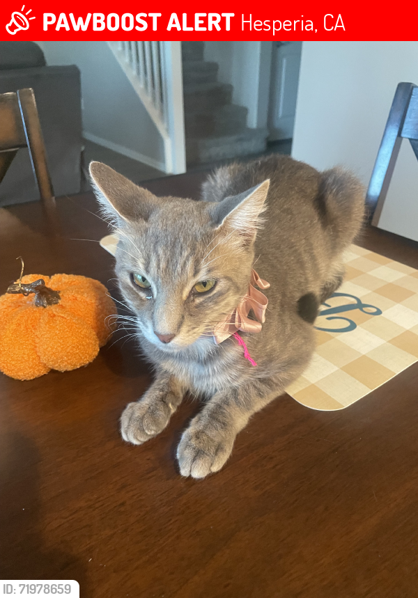 Lost Female Cat last seen Valencia dr, Hesperia, CA 92345