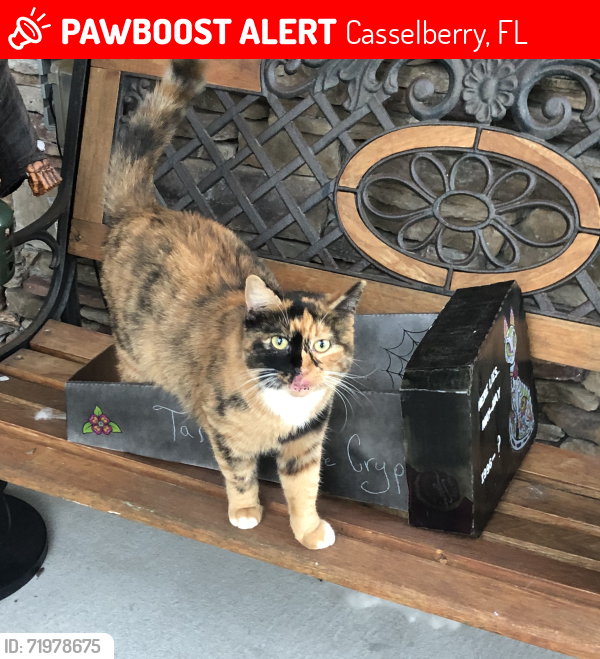 Lost Female Cat last seen Dodd rd & red bug lake rd , Casselberry, FL 32707
