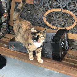 Lost Female Cat last seen Dodd rd & red bug lake rd , Casselberry, FL 32707