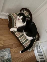 Lost Female Cat last seen Utah & Montana dr, Lakewood, CO 80228
