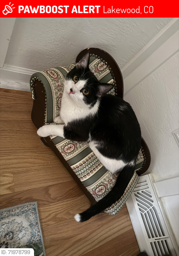 Lost Female Cat last seen Utah & Montana dr, Lakewood, CO 80228