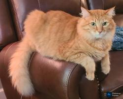 Lost Male Cat last seen Shepard Way, Newnan, Coweta County, GA 30265