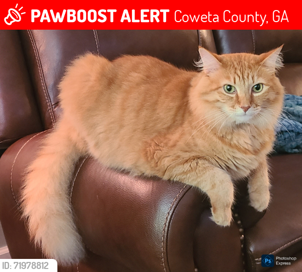 Lost Male Cat last seen Shepard Way, Newnan, Coweta County, GA 30265