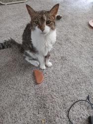 Lost Male Cat last seen Mercer and Ontario, Philadelphia, PA 19134