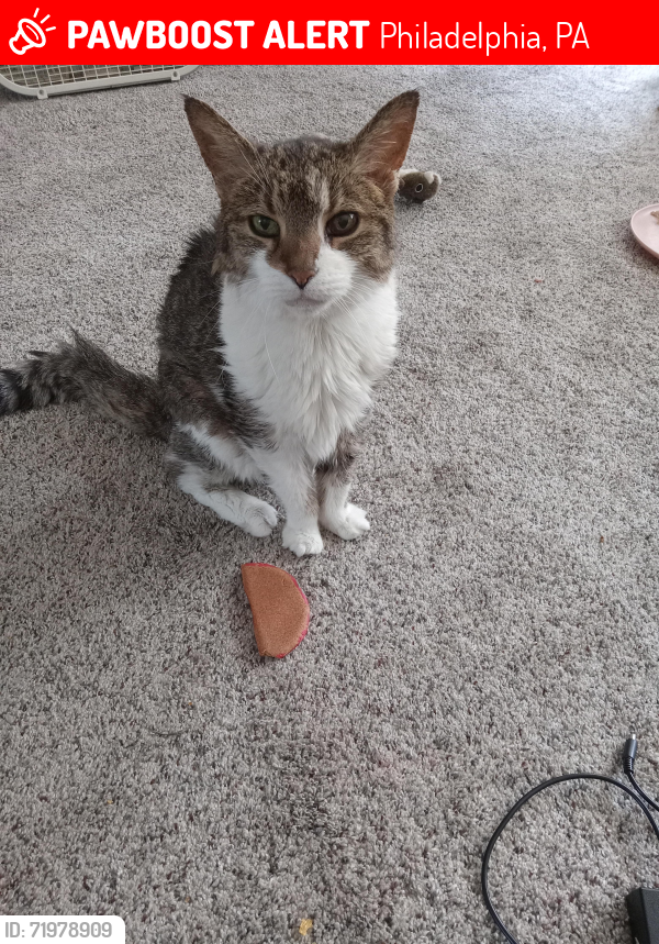 Lost Male Cat last seen Mercer and Ontario, Philadelphia, PA 19134
