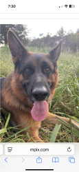Lost Male Dog last seen Santa Rosa beach fl 32459, Santa Rosa Beach, FL 32459