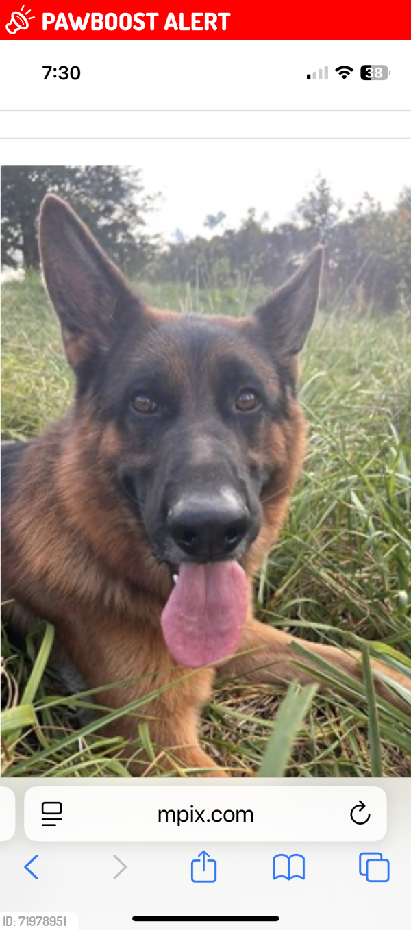 Lost Male Dog last seen Santa Rosa beach fl 32459, Santa Rosa Beach, FL 32459