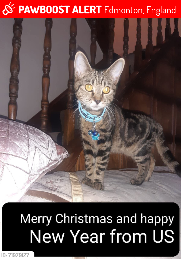 Lost Female Cat last seen Gifford Road, Edmonton, England 