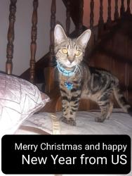 Lost Female Cat last seen Gifford Road , Edmonton, England 