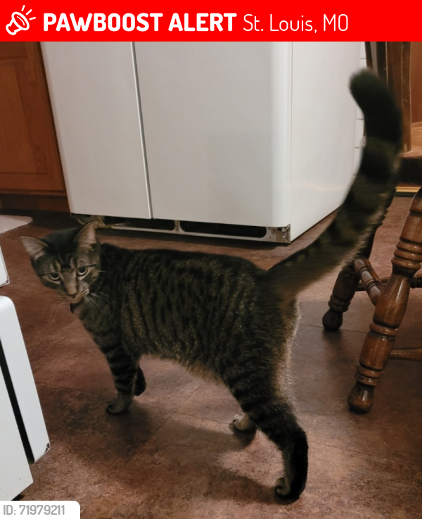 Lost Male Cat last seen Earlsfield Ln/Kingston Dr/Jefferson Barracks Park, St. Louis, MO 63125