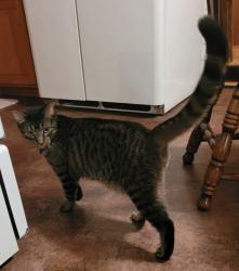 Lost Male Cat last seen Earlsfield Ln/Kingston Dr/Jefferson Barracks Park, St. Louis, MO 63125