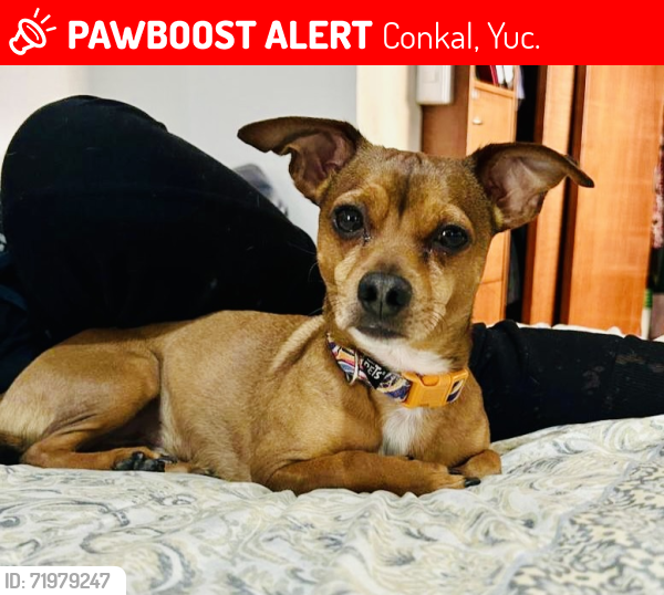 Lost Male Dog last seen Conkal, Yucatán. , Conkal, Yuc. 