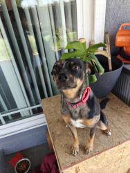 Reunited Male Dog last seen Woodrow Ave., Modesto, CA 95350