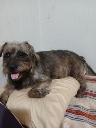 Lost Female Dog last seen Galveston rd., Houston, TX 77012