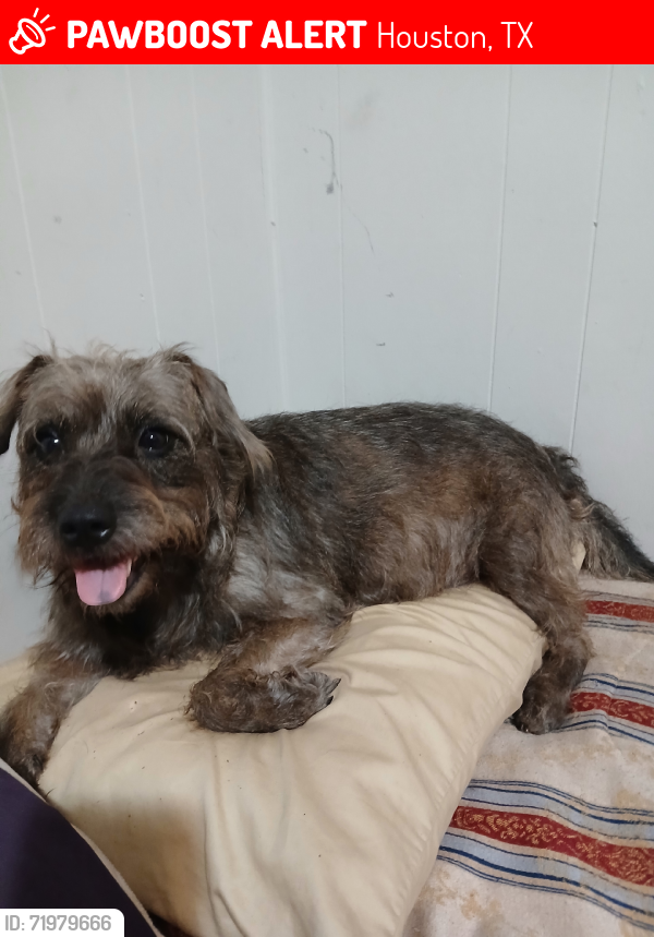 Lost Female Dog last seen Galveston rd., Houston, TX 77012