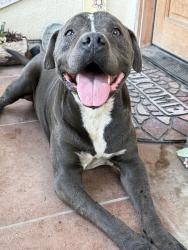 Found/Stray Male Dog last seen Harvard Blvd and 12th St, Santa Paula, CA 93060