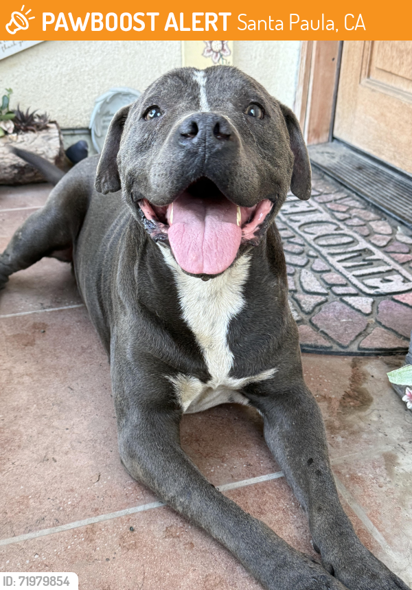 Found/Stray Male Dog last seen Harvard Blvd and 12th St, Santa Paula, CA 93060