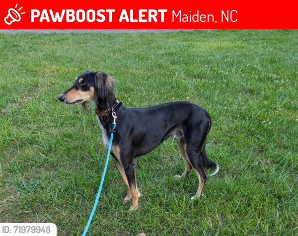 Lost Male Dog last seen Jim Beard Road, Buffalo Shoals Road, East Maiden Road, Maiden, NC 28650