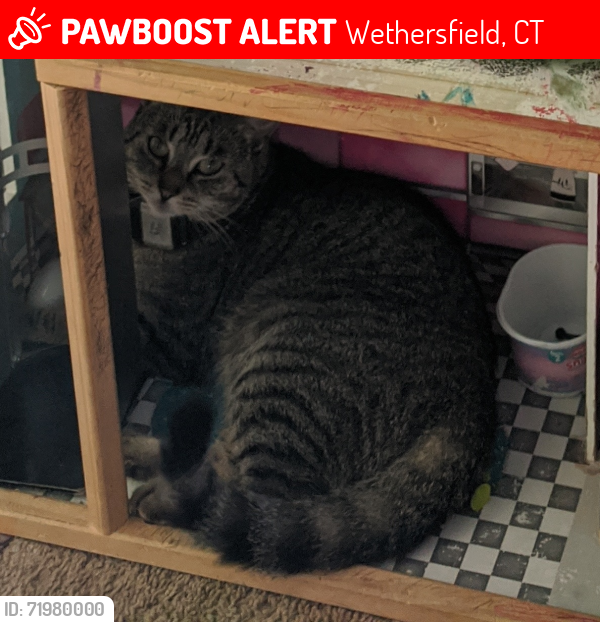 Lost Female Cat last seen Pine Ln Wethersfield, Wethersfield, CT 06109