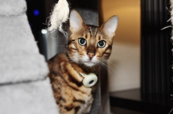 Lost Male Cat last seen Redgrave Dr and Clarion Rd, Toronto, ON M9R 3V3