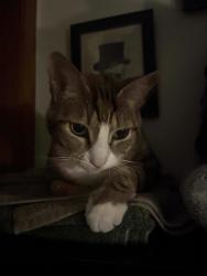 Lost Female Cat last seen Wonderview and 27th, Gresham, OR 97080