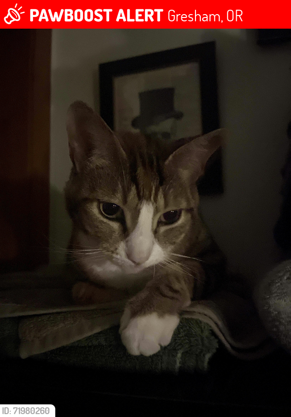 Lost Female Cat last seen Wonderview and 27th, Gresham, OR 97080