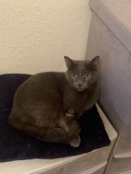 Lost Female Cat last seen N US Hwy 441 & NW 177th PL, Citra, FL 32113