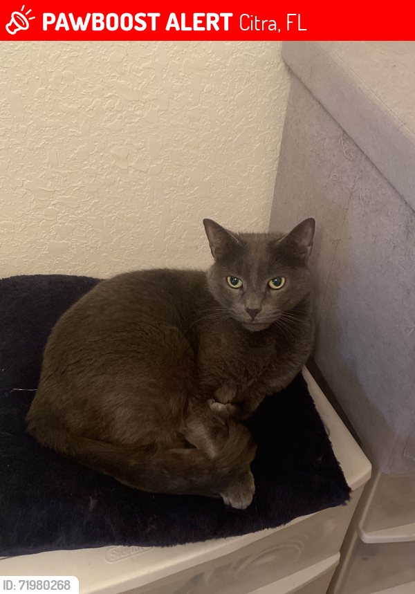Lost Female Cat last seen N US Hwy 441 & NW 177th PL, Citra, FL 32113