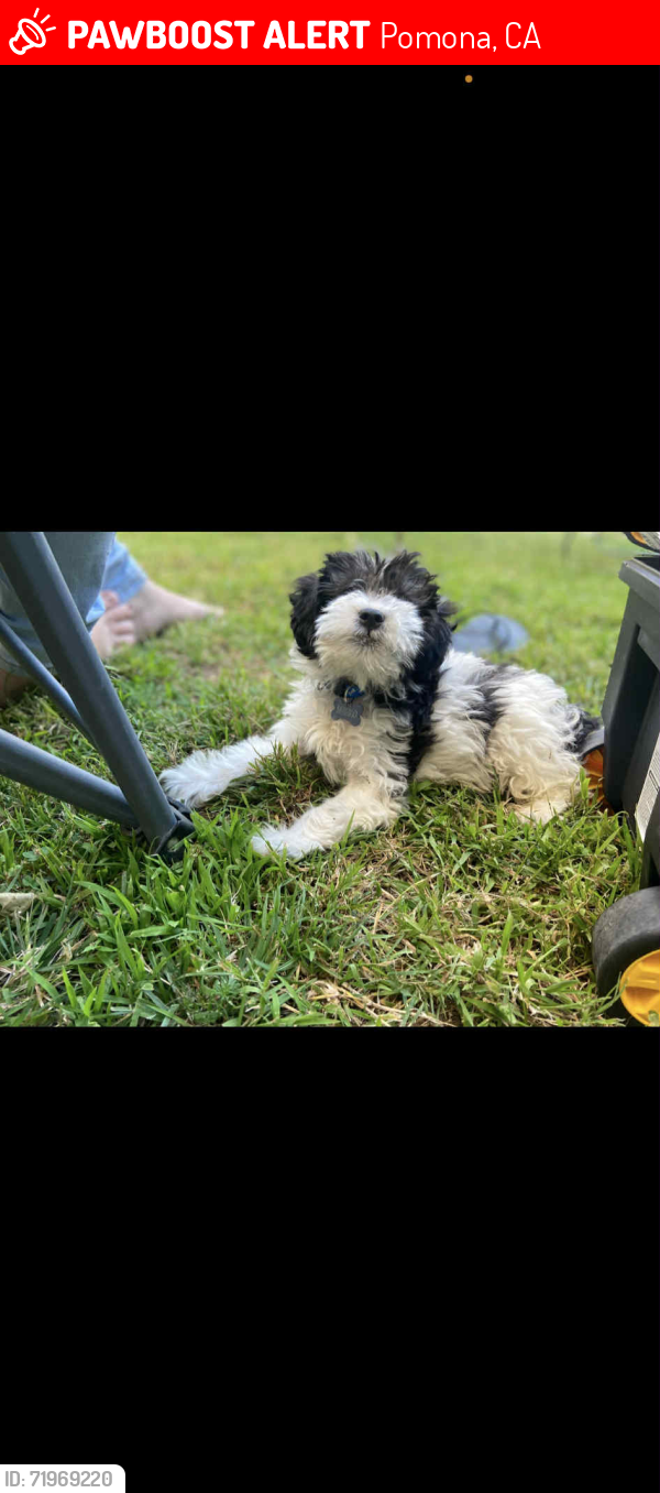 Lost Male Dog last seen Orange Grove and holt, Pomona, CA 91768