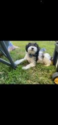 Lost Male Dog last seen Orange Grove and holt, Pomona, CA 91768
