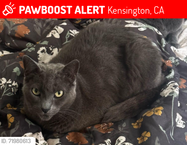 Lost Male Cat last seen Lenox Rd. , Kensington, CA 94707