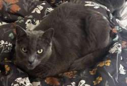 Lost Male Cat last seen Lenox Rd. , Kensington, CA 94707