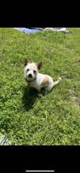 Lost Male Dog last seen Carrollton, Carrollton, TX 75006