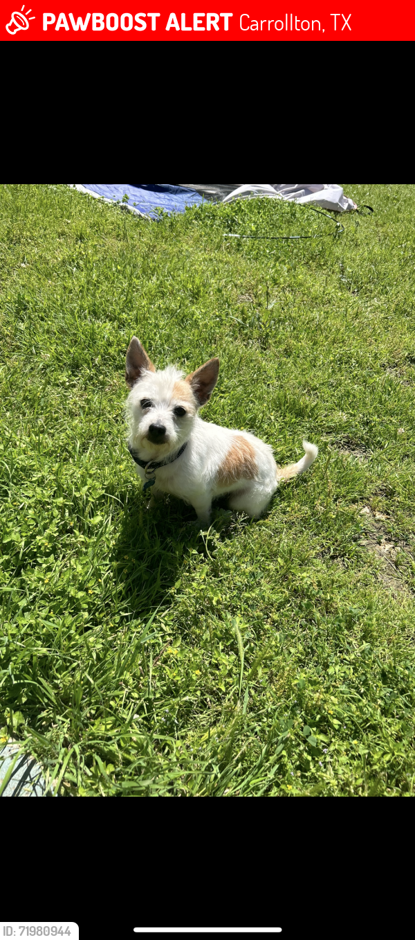 Lost Male Dog last seen Carrollton, Carrollton, TX 75006