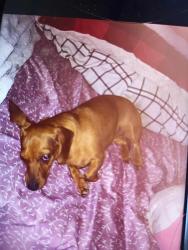 Reunited Female Dog last seen Meadow lake rd , Meadow Lake, NM 87031