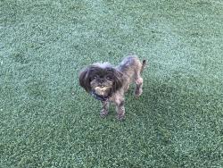Lost Female Dog last seen Neighborhood SE of E Lake Mead Pkwy & E Athens Ave, Henderson, NV 89015