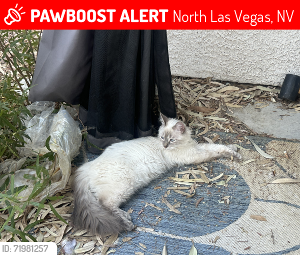 Lost Male Cat last seen Commerce and Revere, North Las Vegas, NV 89084