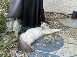 Lost Male Cat last seen Commerce and Revere, North Las Vegas, NV 89084