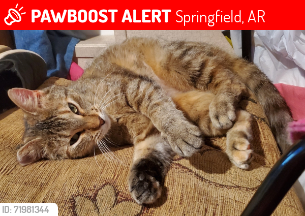 Lost Female Cat last seen Springfield Church of Christ, Springfield, AR 72157