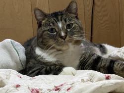 Lost Male Cat last seen Near East Ave, Berwyn, Berwyn, IL 60402