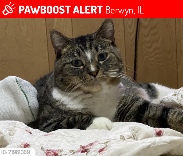 Lost Male Cat last seen Near East Ave, Berwyn, Berwyn, IL 60402