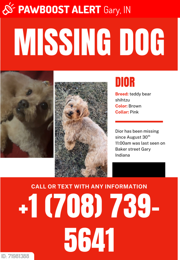 Lost Female Dog last seen Clark and 11th, Gary, IN 46404