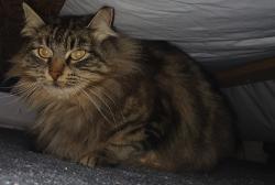 Lost Female Cat last seen N Ventura St and Grayson , Anaheim, CA 92801