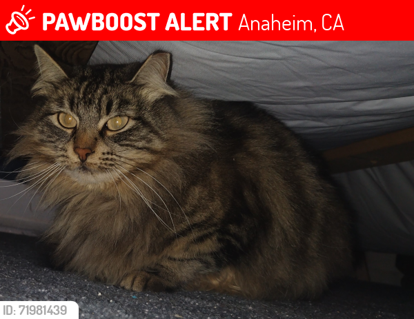 Lost Female Cat last seen N Ventura St and Grayson , Anaheim, CA 92801