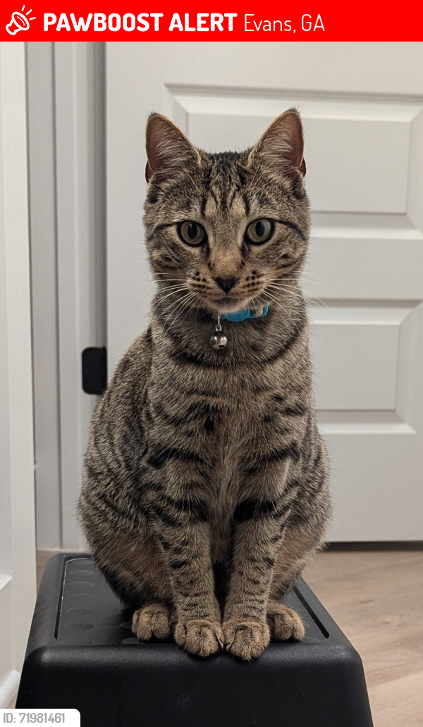 Lost Female Cat last seen Lost Grove Trl and Traverse Trail (Whispering Pines), Evans, GA 30809